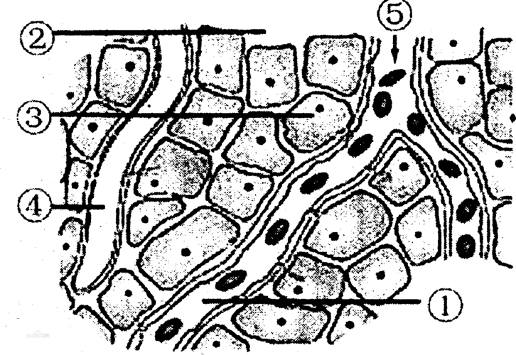 生姜分泌組織切片圖解（生姜的分泌結(jié)構(gòu)）-圖1