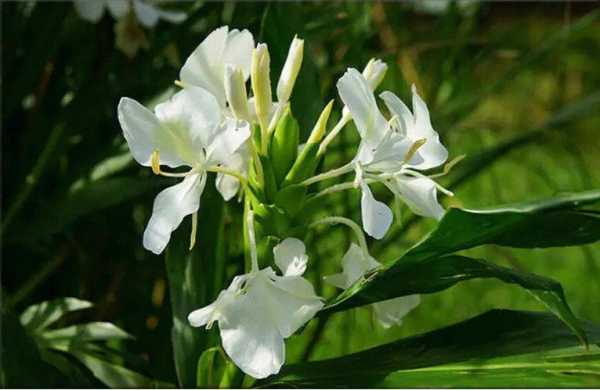 野生姜花植株（野生姜花植株多大）