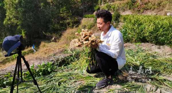 生姜直播售賣（生姜直播售賣是真的嗎）-圖2