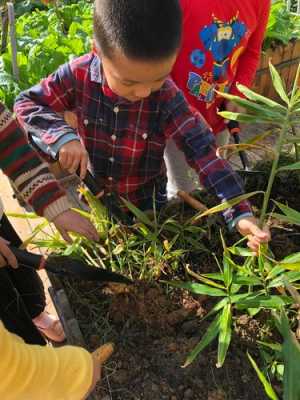 幼兒認(rèn)識生姜（幼兒園了解生姜教案）