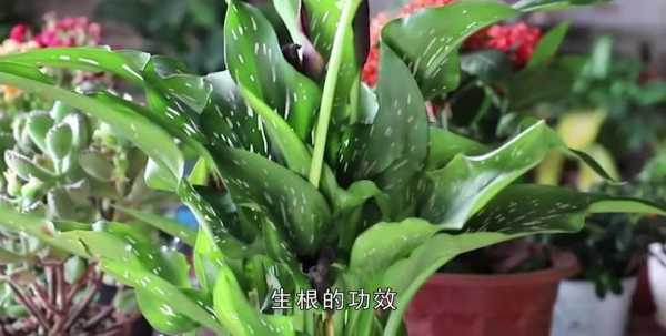 生姜噴花（生姜澆花）-圖2