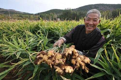 元氏生姜的簡(jiǎn)單介紹-圖1