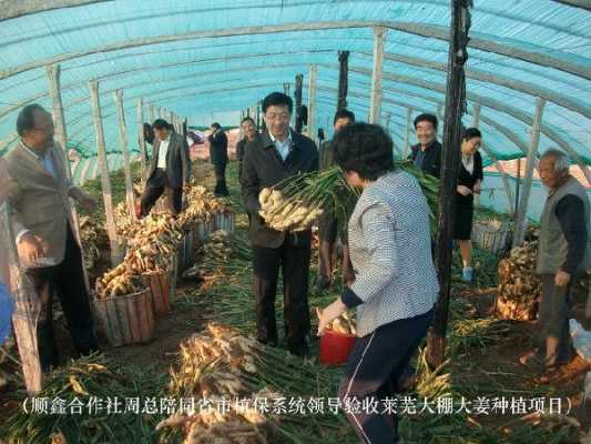 近幾年萊蕪生姜種植面積（萊蕪生姜種植區(qū)域）-圖3