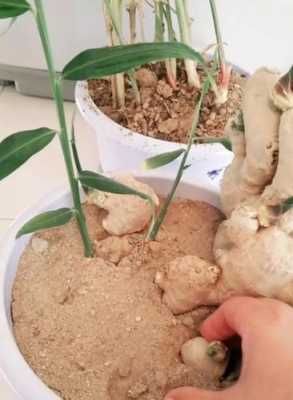 生姜到底怎么種才好吃視頻（生姜怎么種植法）-圖1