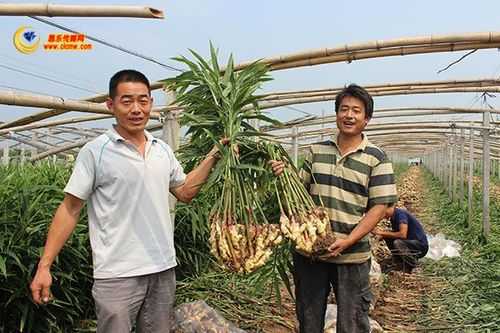 紅河生姜基地（紅河州哪里賣姜種）-圖1