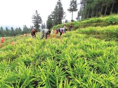 六盤水市生姜種植面積（六盤水市生姜種植面積多少）-圖1