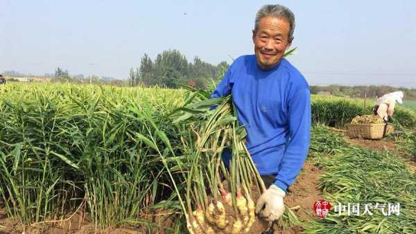 安丘生姜種植（安丘生姜種植面積）-圖3