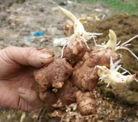 生姜北方怎么樣貯存過冬（北方種植生姜怎樣過冬天）-圖3