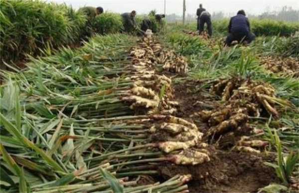 生姜北方怎么樣貯存過冬（北方種植生姜怎樣過冬天）