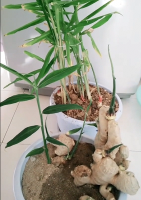 種植生姜風水（種生姜如何擺放）