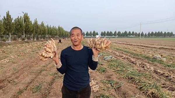 漯河哪有種植生姜的基地（漯河哪有種植生姜的基地?。?圖3