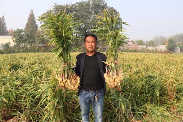 漯河哪有種植生姜的基地（漯河哪有種植生姜的基地?。?圖2