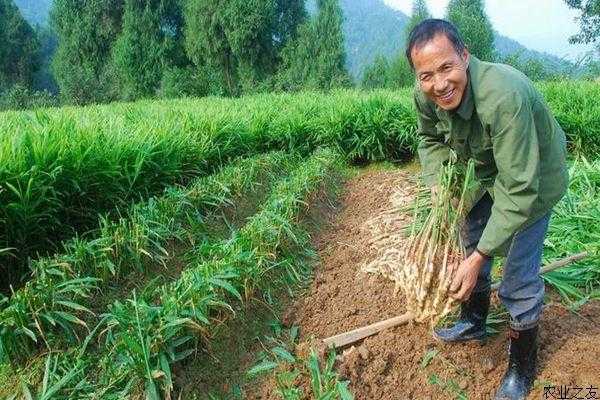 甘肅武威能種植生姜嗎現(xiàn)在（甘肅平?jīng)鲞m合種生姜嗎）-圖2