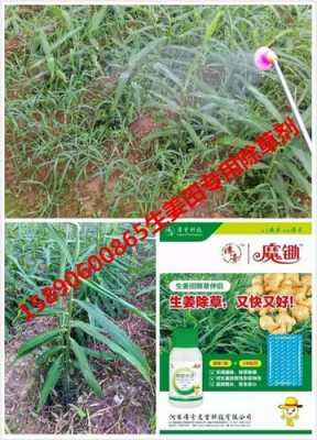 生姜除草打封閉用什么藥（生姜苗前土壤封閉除草劑）-圖1