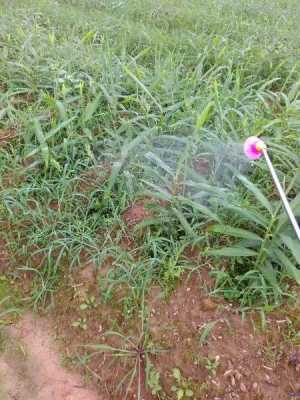 生姜除草打封閉用什么藥（生姜苗前土壤封閉除草劑）-圖3