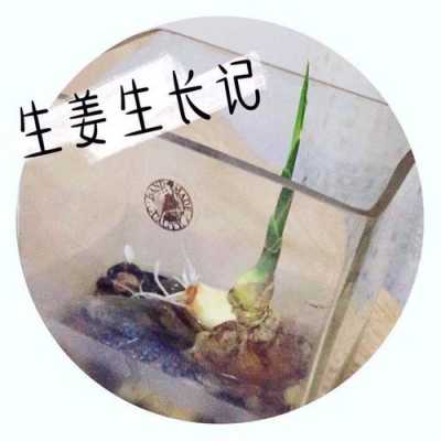 生姜生長蓄勢(shì)（生姜的生長）