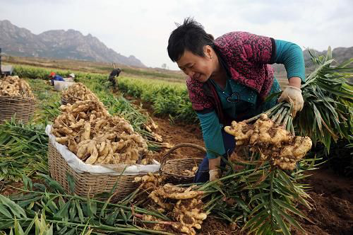 乳山生姜收購價格（乳山大姜收購多少錢一斤）-圖1