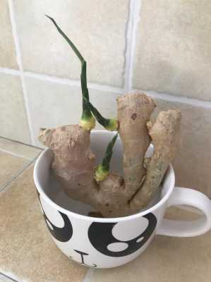 生姜發(fā)芽種植屬于什么繁殖（生姜發(fā)芽種植屬于什么繁殖方式）