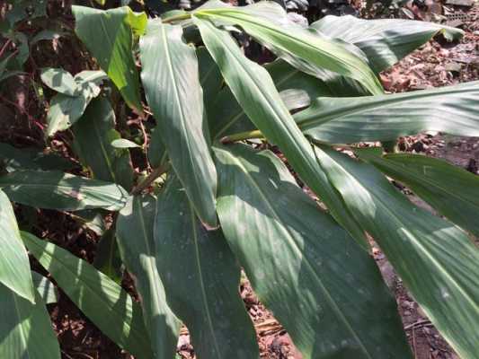 生姜相似植物（生姜相似植物是什么）-圖2