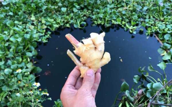 生姜餌料（生姜能釣魚(yú)餌嗎）