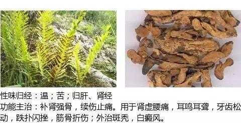 生姜藤的功效與作用禁忌（生姜藤的功效與作用禁忌癥）-圖2