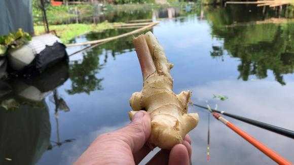 泰國(guó)生姜釣魚視頻教程（生姜釣魚是真是假）-圖1