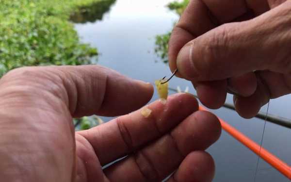 泰國(guó)生姜釣魚視頻教程（生姜釣魚是真是假）-圖2