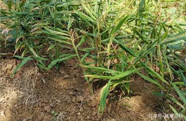 生姜種植防?。ㄉN植方案）