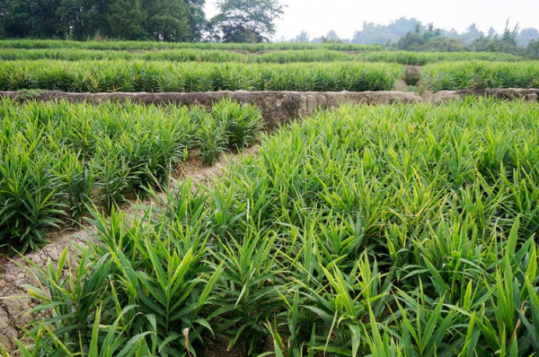 瀘州生姜種苗技術(shù)（四川生姜種植基地價格）-圖2