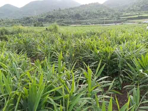 瀘州生姜種苗技術(shù)（四川生姜種植基地價格）-圖1