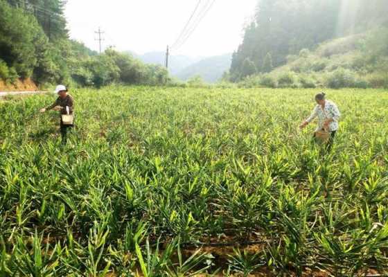 合川生姜基地（開江生姜基地）-圖2