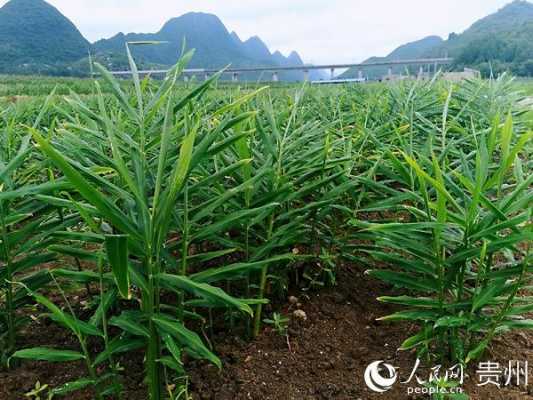 貴州水果生姜（貴州水果生姜種植基地）-圖3