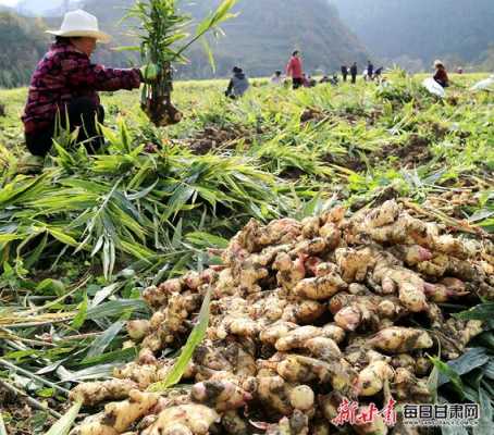 徽縣扶貧生姜（徽縣扶貧辦張鴻儒）-圖2