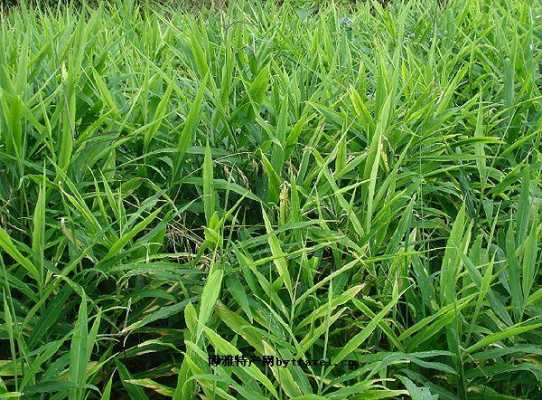 萊蕪生姜種植（萊蕪生姜種植論文）