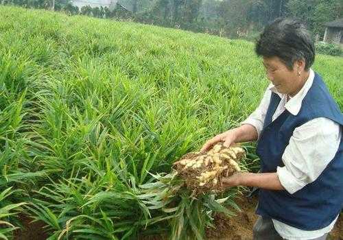 生姜種植保溫（生姜種姜保存方法）-圖3