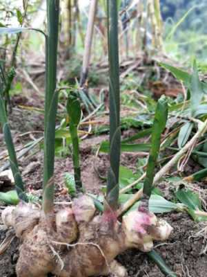 生姜怎樣能開(kāi)花快（怎樣才能讓姜花開(kāi)花）-圖2