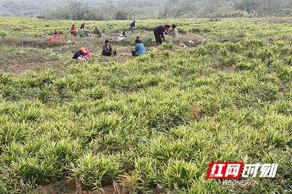 湖北十堰有沒有種生姜地方（湖北十堰種植什么農(nóng)作物）-圖2