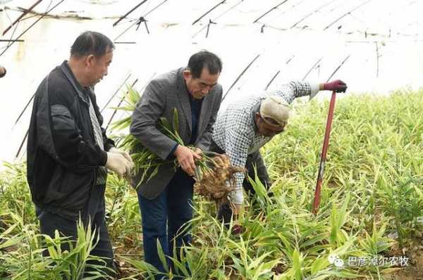 種植收割生姜（種植收割生姜違法嗎）-圖3