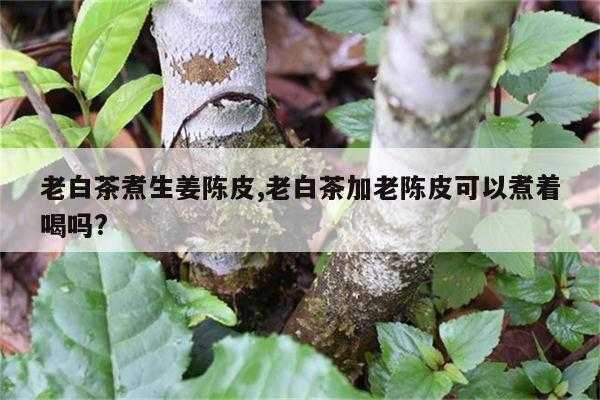 老白茶可以煮生姜嗎（老白茶可以煮生姜嗎百度百科）-圖3