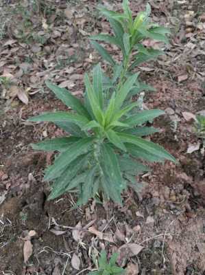 飛蓬草生姜水（飛蓬草可以當(dāng)野菜吃嗎?）-圖1