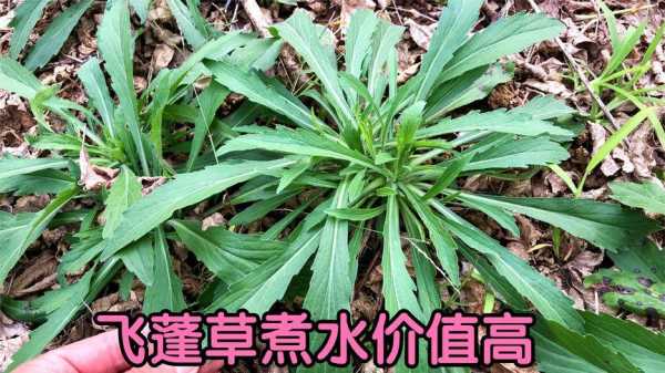 飛蓬草生姜水（飛蓬草可以當(dāng)野菜吃嗎?）-圖3