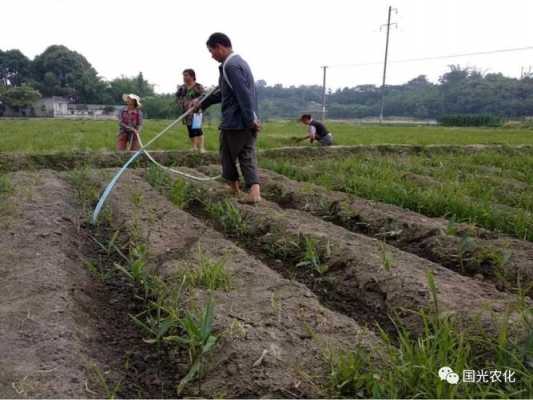 種的生姜怎么澆水施肥（生姜種上以后接著澆水好嗎）-圖3