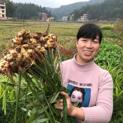 野生生姜種植用什么肥料好（野生姜種植技術(shù)）-圖2