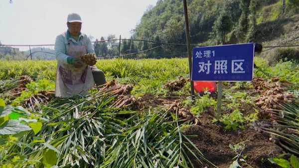 野生生姜種植用什么肥料好（野生姜種植技術）