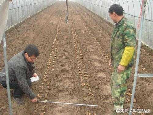 江西自種生姜（生姜栽培種植技術(shù)視頻江西）-圖1