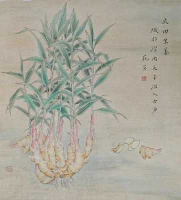 國(guó)畫生姜教學(xué)（國(guó)畫生姜教學(xué)視頻）-圖2