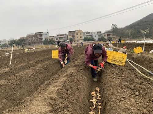 生姜種苗開票（種生姜政府有補貼嗎）