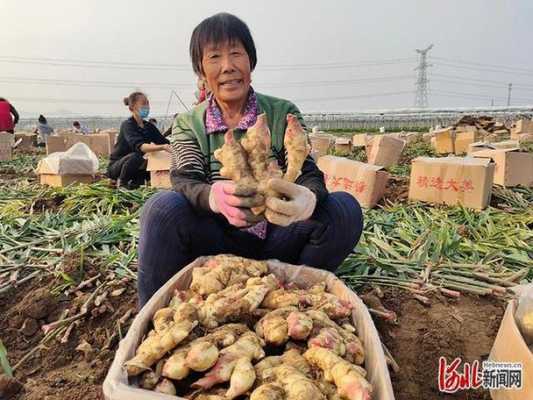 夢(mèng)見生生姜大豐收（夢(mèng)見生姜長(zhǎng)得很茂盛）