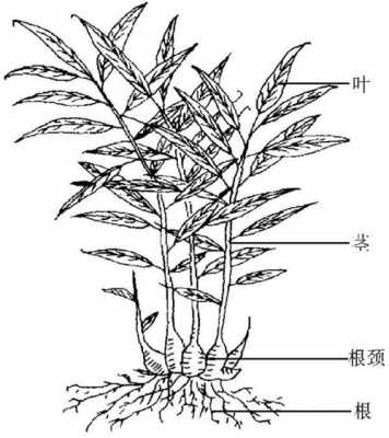 生姜的根圖片（生姜根莖結(jié)構(gòu)圖）