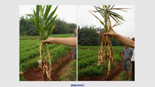 生姜怎樣栽培（生姜的種植方法及栽培技術(shù)）